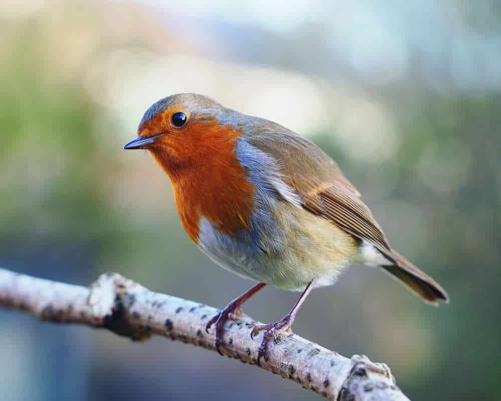 Burung Robin Bali - KibrisPDR