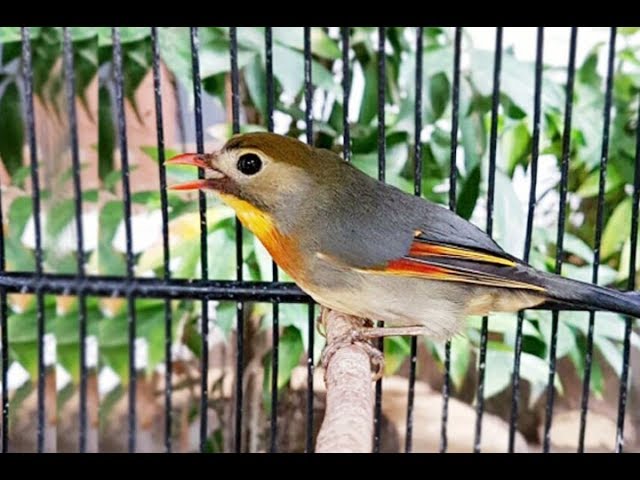 Detail Burung Robin Bali Nomer 16