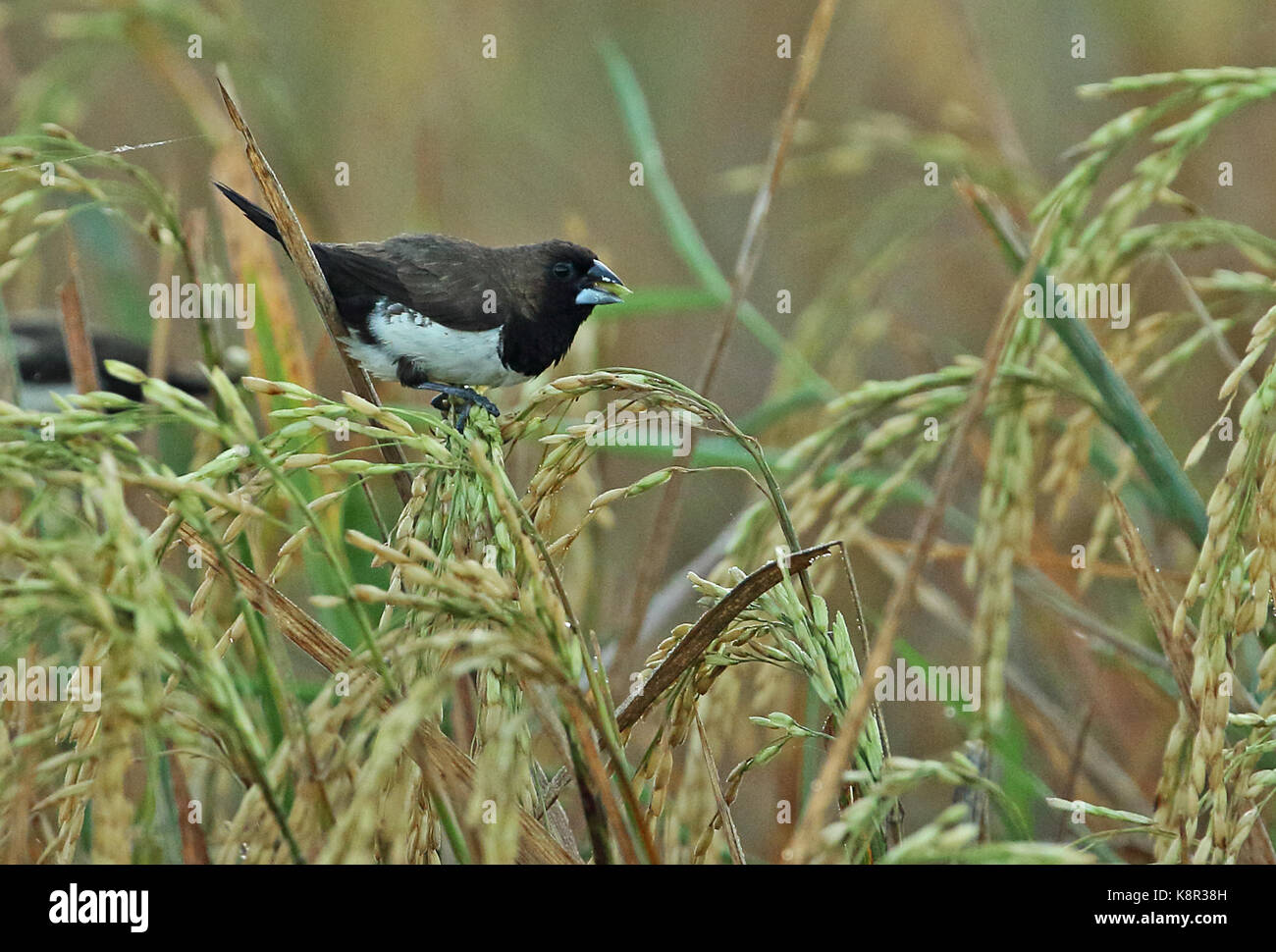 Detail Burung Robin Bali Nomer 22