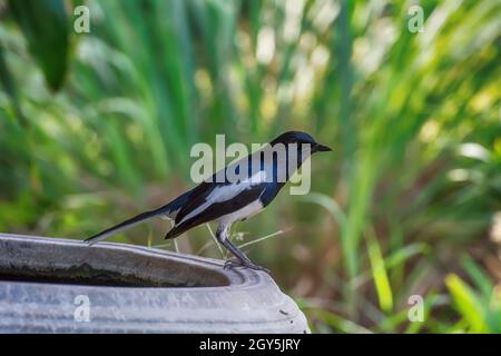 Detail Burung Robin Bali Nomer 42