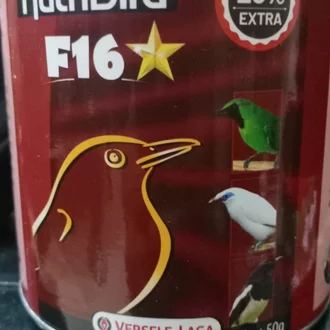 Detail Burung Robin Bali Nomer 58