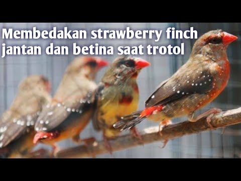 Burung Stroberi Jantan Muda - KibrisPDR