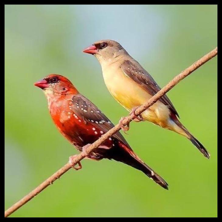 Detail Burung Stroberi Jantan Muda Nomer 19