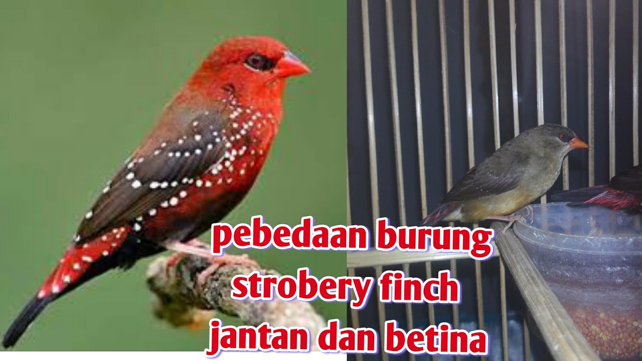 Detail Burung Stroberi Jantan Muda Nomer 24