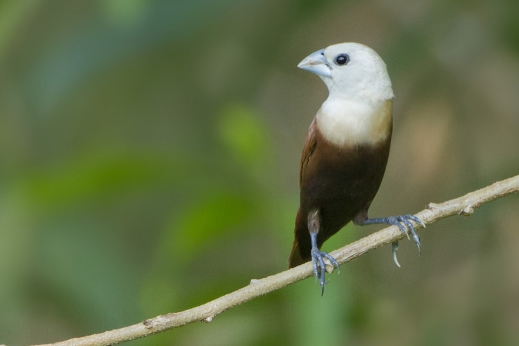 Detail Burung Stroberi Jantan Muda Nomer 34