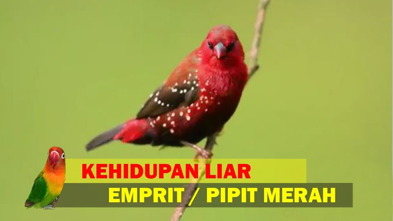 Detail Burung Stroberi Jantan Muda Nomer 53