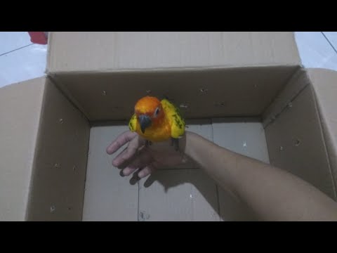 Detail Burung Sun Conure Nomer 12