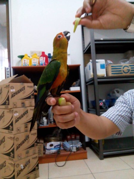 Detail Burung Sun Conure Nomer 20