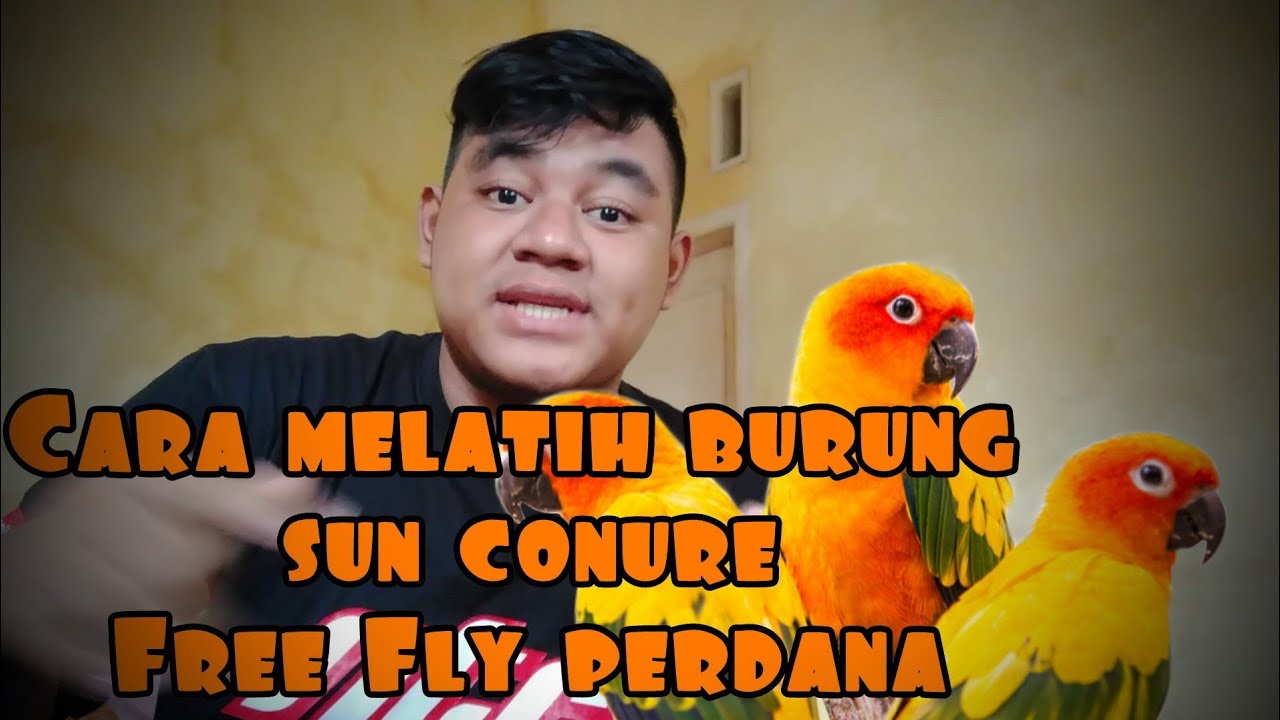 Detail Burung Sun Conure Nomer 21