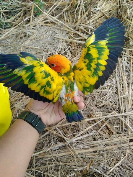 Detail Burung Sun Conure Nomer 27