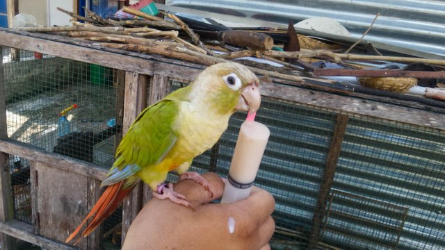 Detail Burung Sun Conure Nomer 34