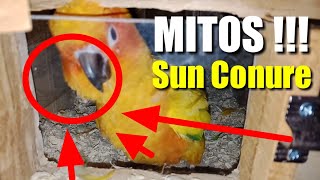 Detail Burung Sun Conure Nomer 39