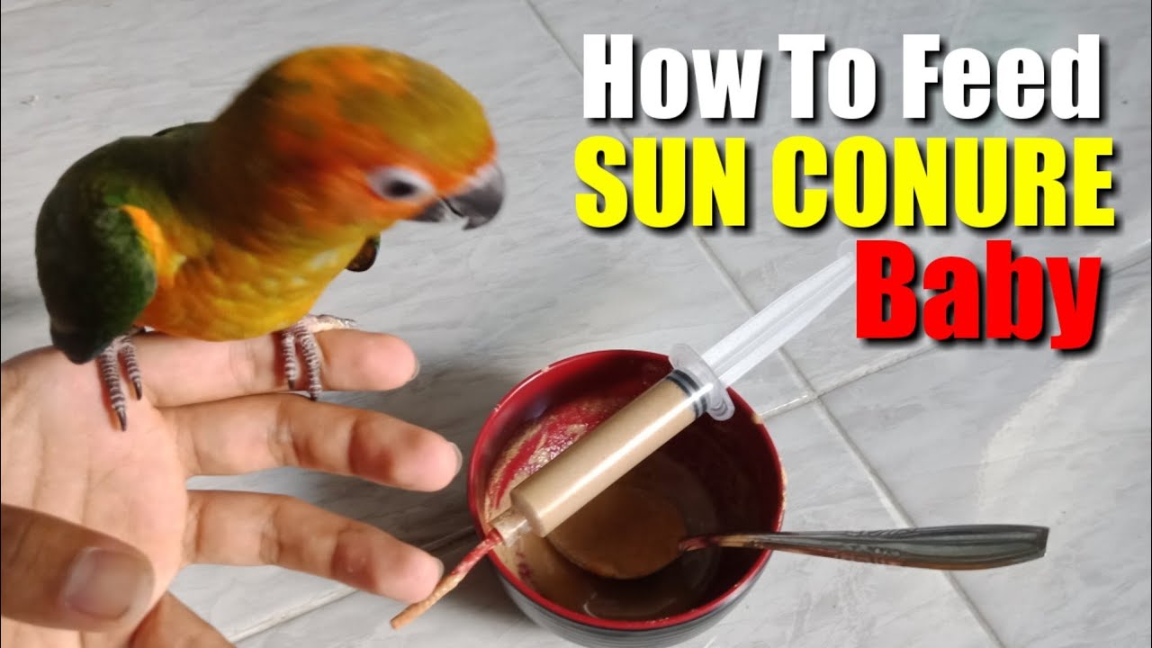 Detail Burung Sun Conure Nomer 40