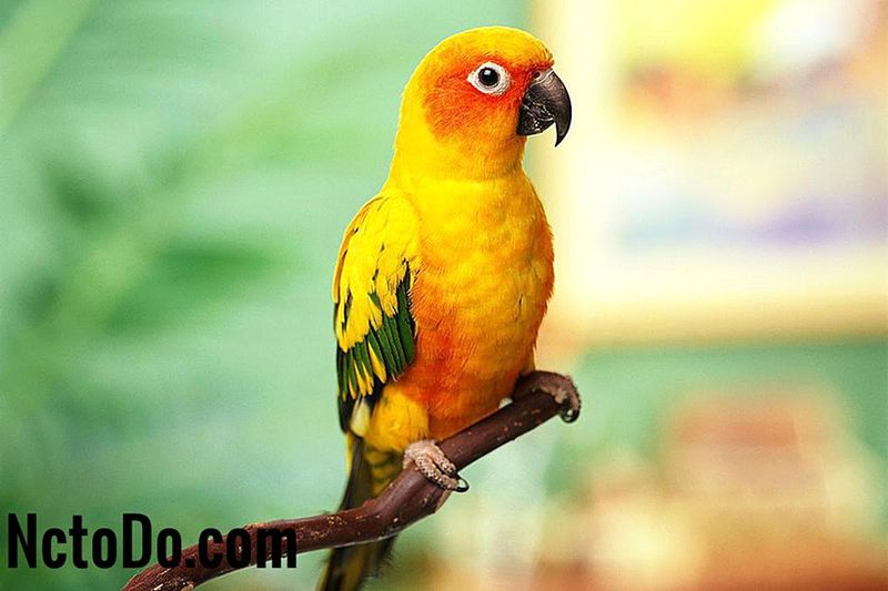 Detail Burung Sun Conure Nomer 48