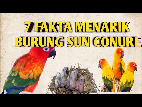 Detail Burung Sun Conure Nomer 53