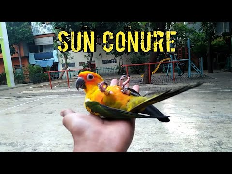 Detail Burung Sun Conure Nomer 54