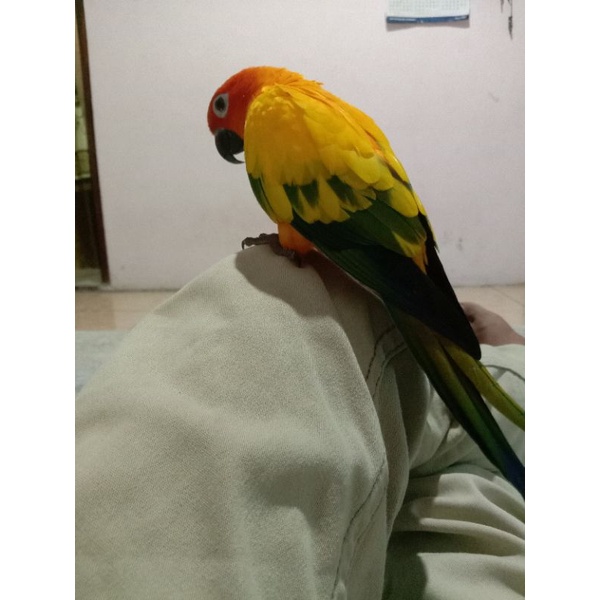 Detail Burung Sun Conure Nomer 55