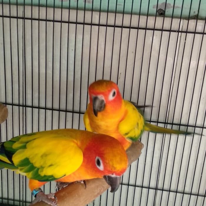 Detail Burung Sun Conure Nomer 56