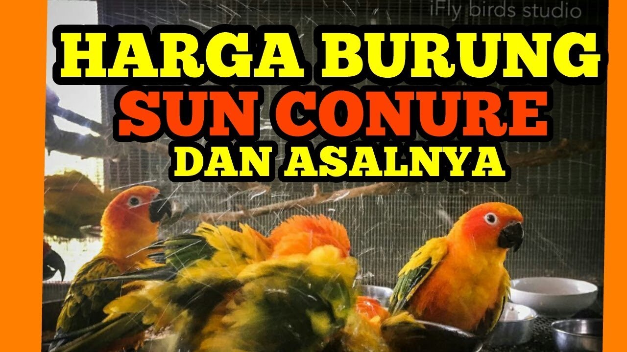 Detail Burung Sun Conure Nomer 7