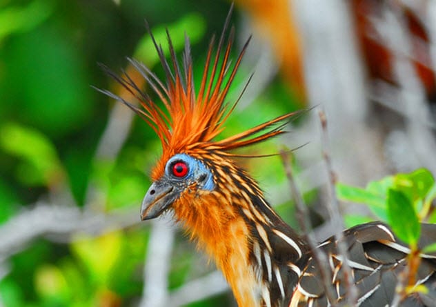 Detail Burung Teraneh Di Dunia Nomer 38