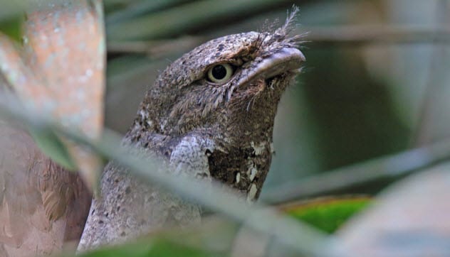 Detail Burung Teraneh Di Dunia Nomer 40