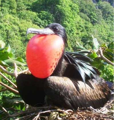 Detail Burung Teraneh Di Dunia Nomer 44