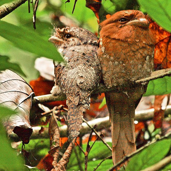 Detail Burung Teraneh Di Dunia Nomer 55