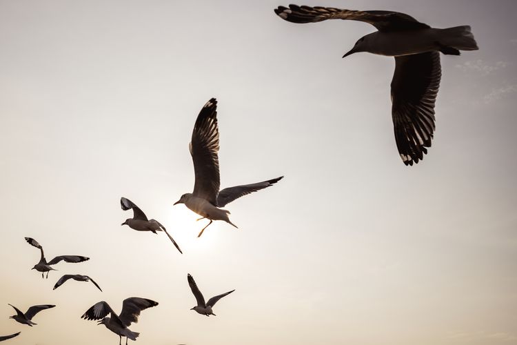 Detail Burung Terbang Dengan Nomer 2