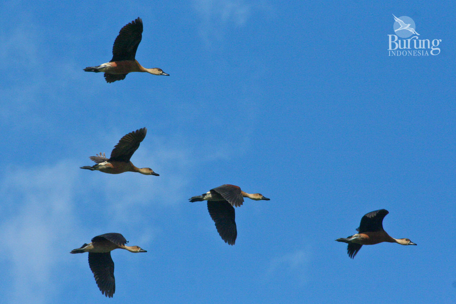 Detail Burung Terbang Dengan Nomer 22