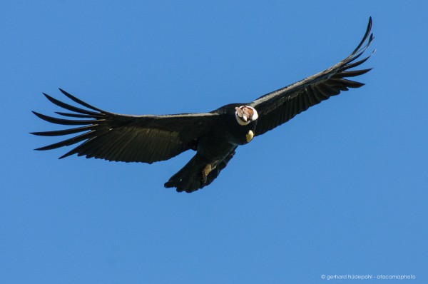 Detail Burung Terbang Dengan Nomer 24