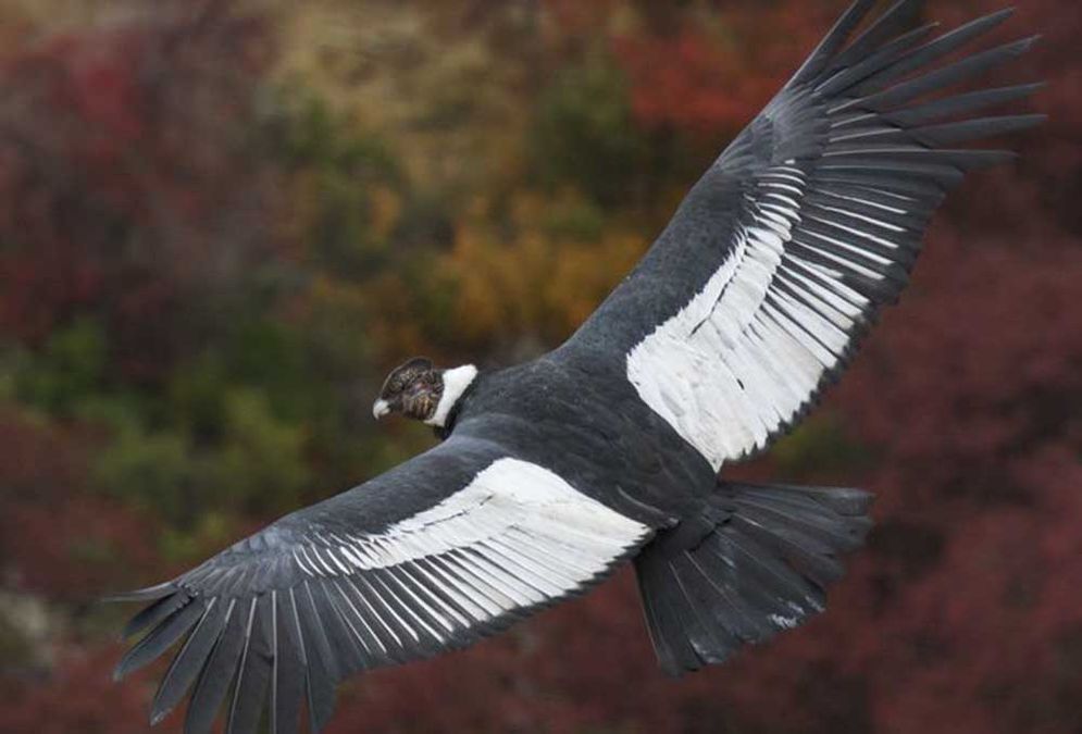 Detail Burung Terbang Dengan Nomer 39