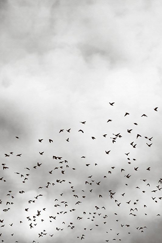 Detail Burung Terbang Di Langit Nomer 27