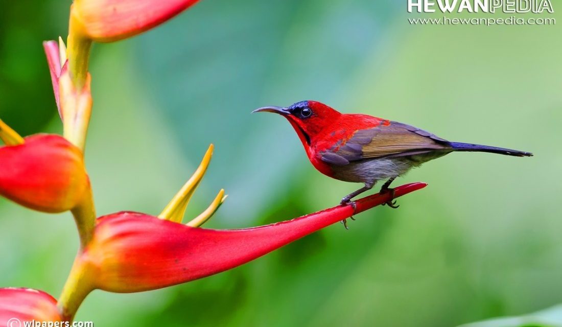 Detail Burung Tercantik Di Dunia Nomer 31