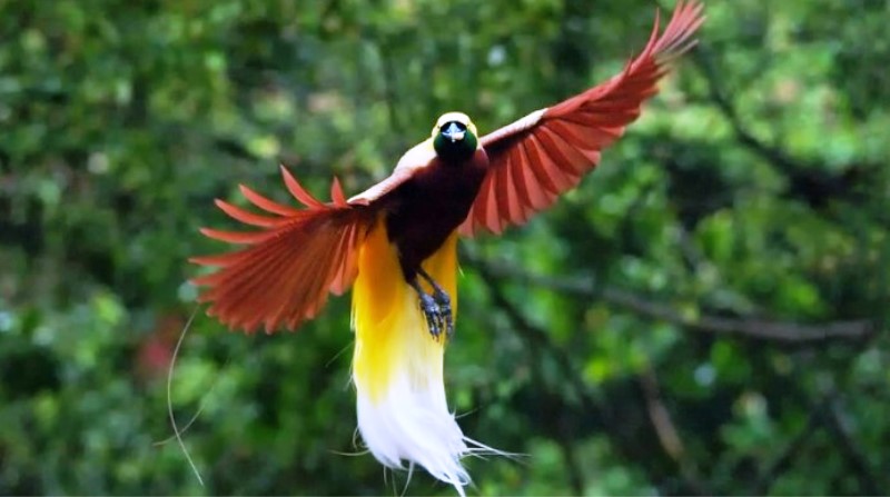 Burung Tercantik Di Indonesia - KibrisPDR