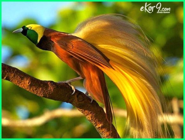 Detail Burung Tercantik Di Indonesia Nomer 14