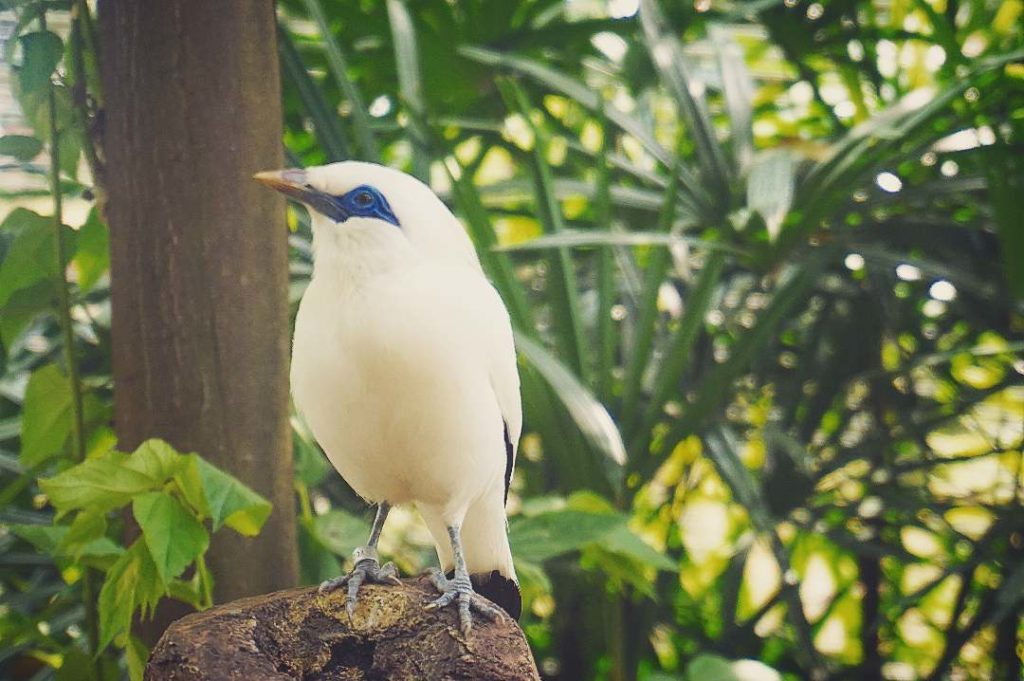 Detail Burung Tercantik Di Indonesia Nomer 24