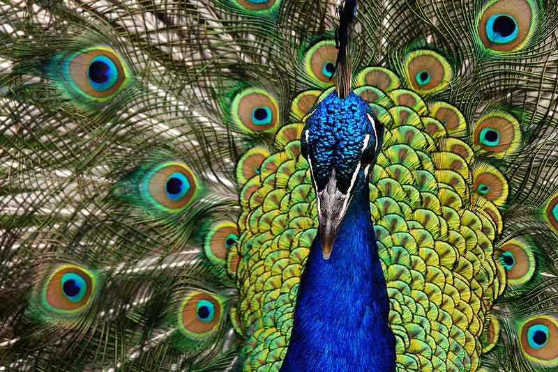 Detail Burung Tercantik Di Indonesia Nomer 34