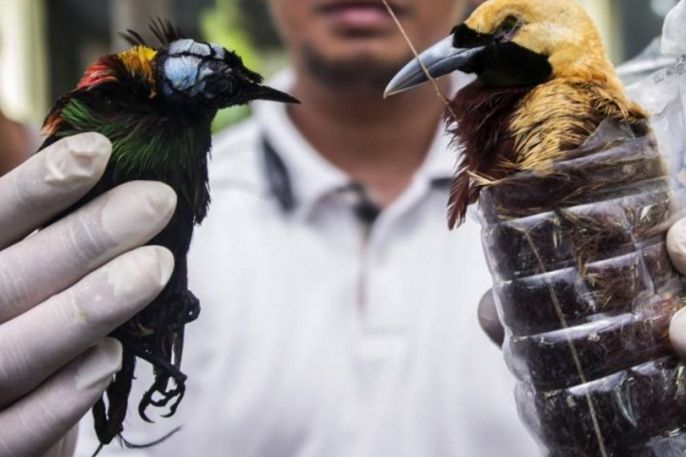 Detail Burung Tercantik Di Indonesia Nomer 39