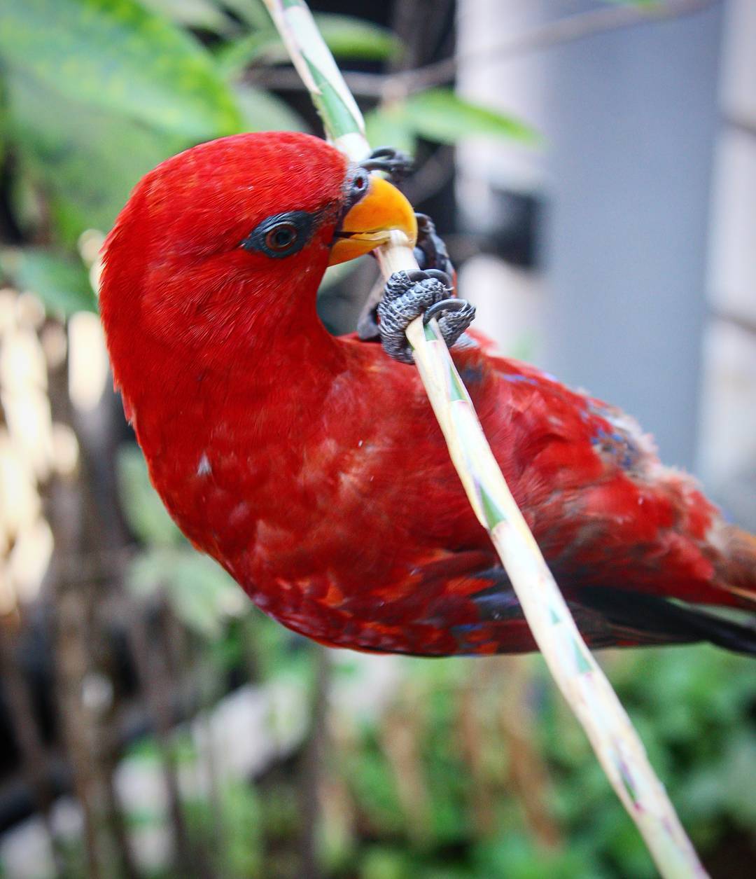 Detail Burung Tercantik Di Indonesia Nomer 47