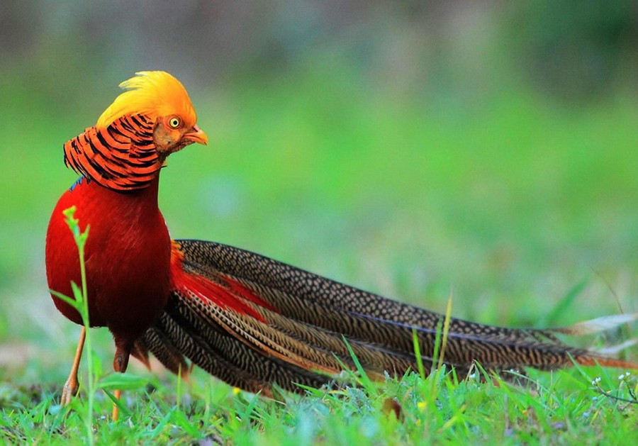 Burung Terindah Di Dunia - KibrisPDR