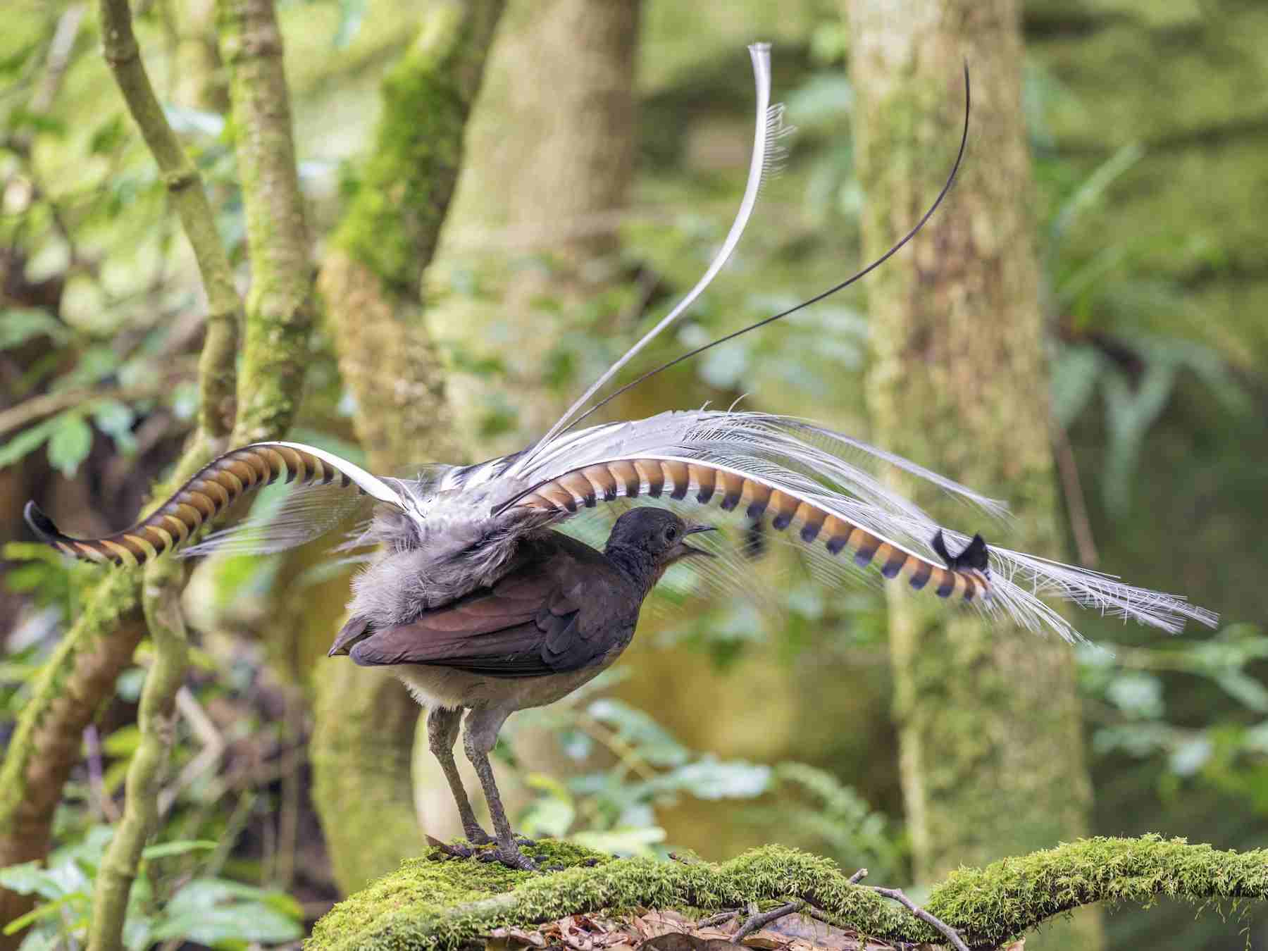 Detail Burung Terindah Di Dunia Nomer 54