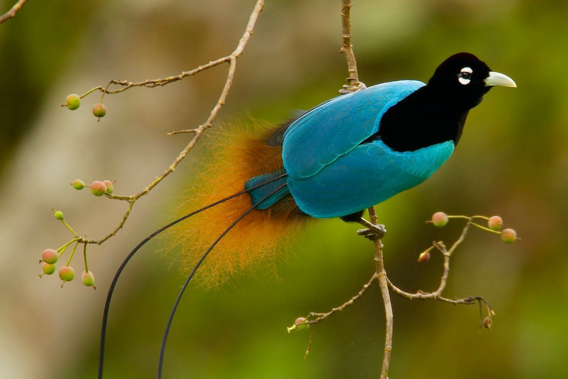 Detail Burung Terindah Di Indonesia Nomer 4