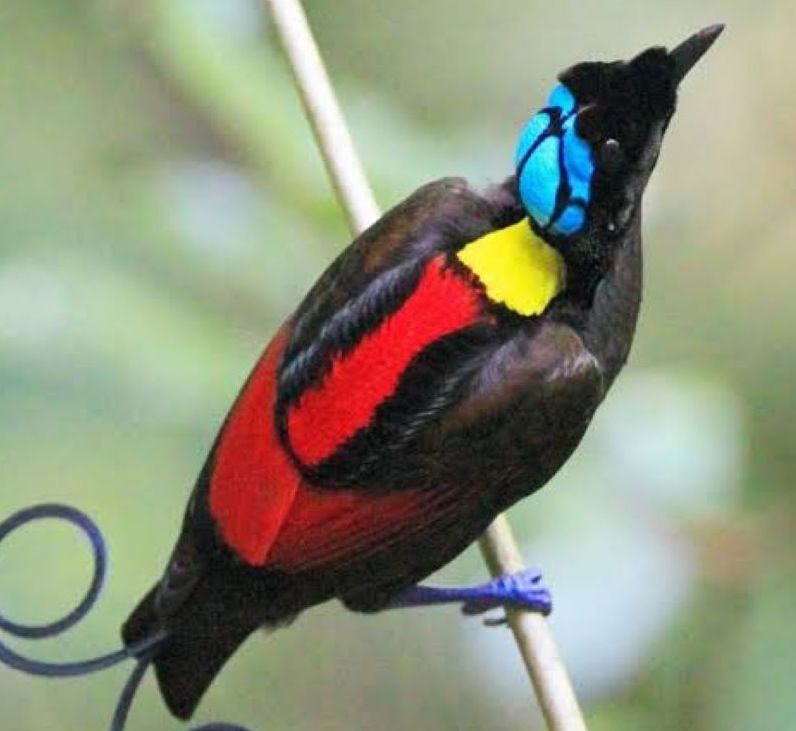 Detail Burung Terindah Di Indonesia Nomer 44