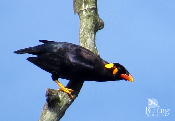 Burung Tiong Emas - KibrisPDR