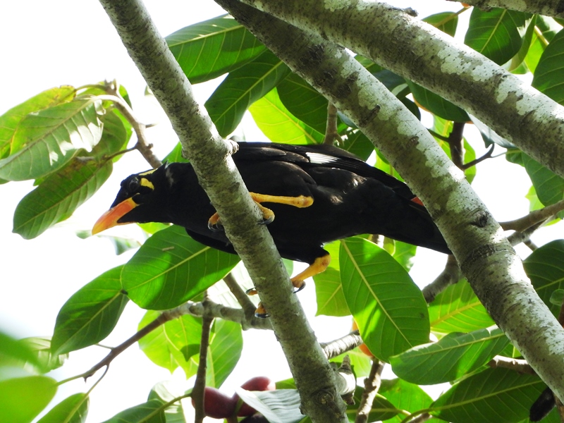 Detail Burung Tiong Emas Nomer 17