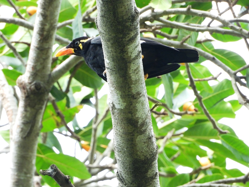 Detail Burung Tiong Emas Nomer 19