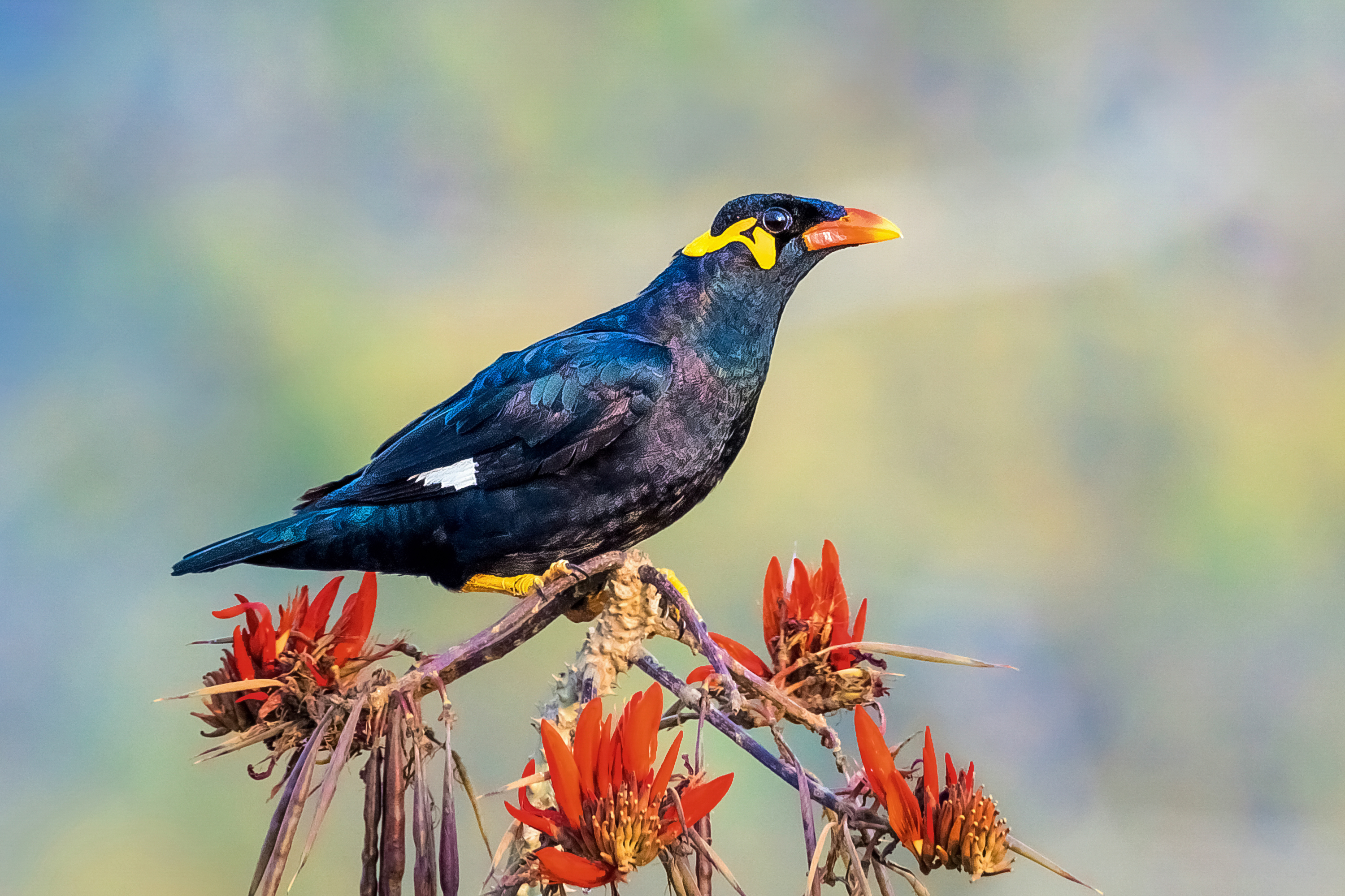 Detail Burung Tiong Emas Nomer 21