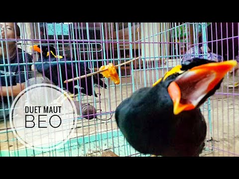 Detail Burung Tiong Emas Nomer 28