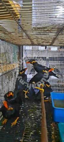 Detail Burung Tiong Emas Nomer 43