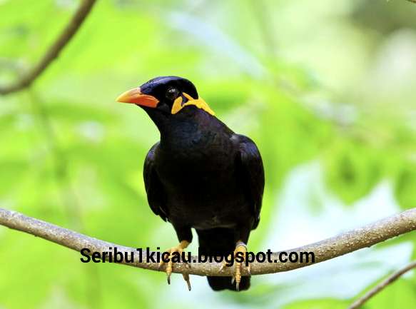 Detail Burung Tiong Emas Nomer 56